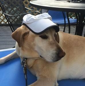 Meet your Posher, Bob